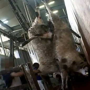Illegal slaughter of animals in Cyprus