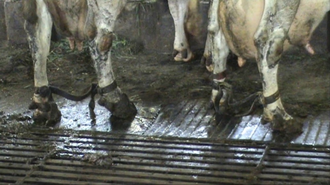 Huge udders and shackles