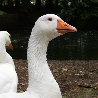 Cause for celebration: Animal welfare has prevailed!