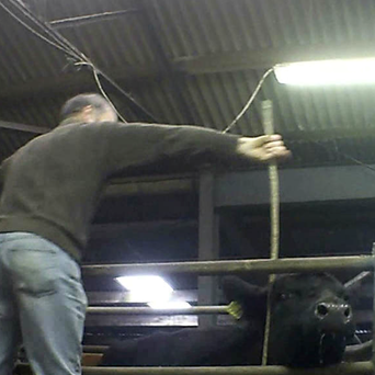 Investigation success at Irish Cattle Market