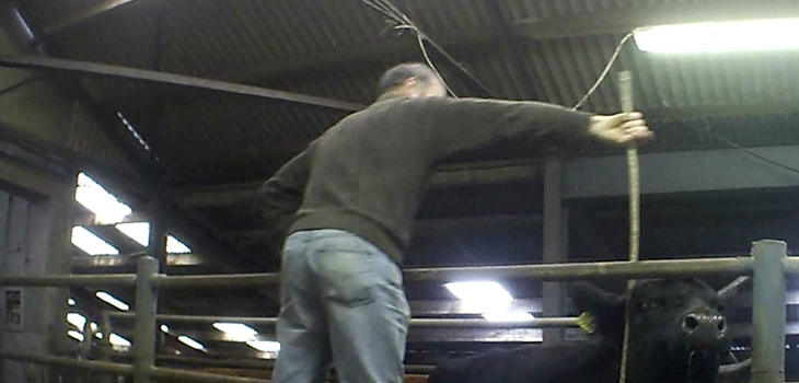 Irish Mart cattle beating