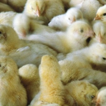 Millions of chickens illegally slaughtered