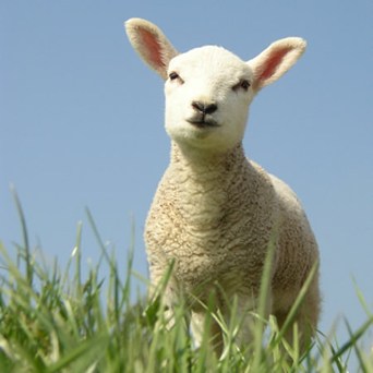 MPs debate non-stun slaughter