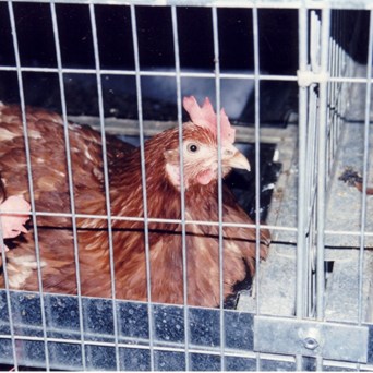 Bird Flu Confirmed in the UK