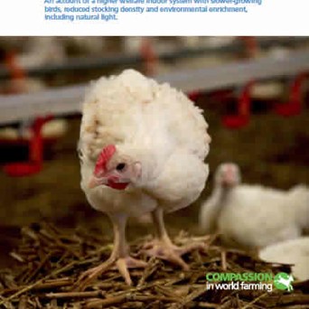 Good Agricultural Practice - Broiler production
