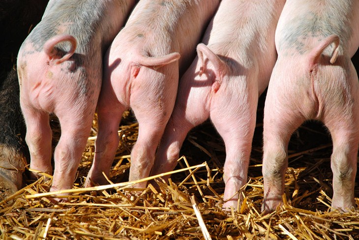Piglets with intact tails