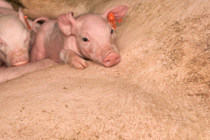 Piglet Resting On Mother