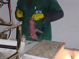 piglets being castrated by a man