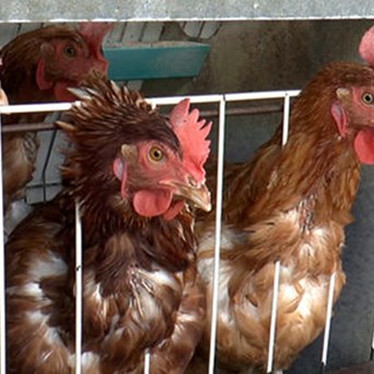 Greece gets away with it