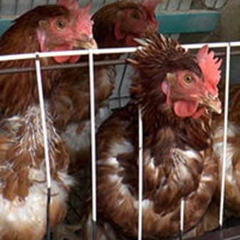 Film: Farm Animals and Us 2