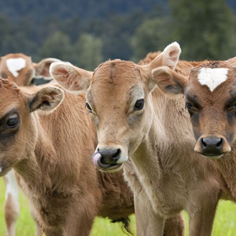 Animals are “sentient” in New Zealand