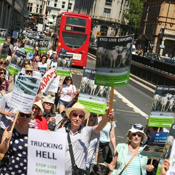 Protesters take to London streets to stop live exports