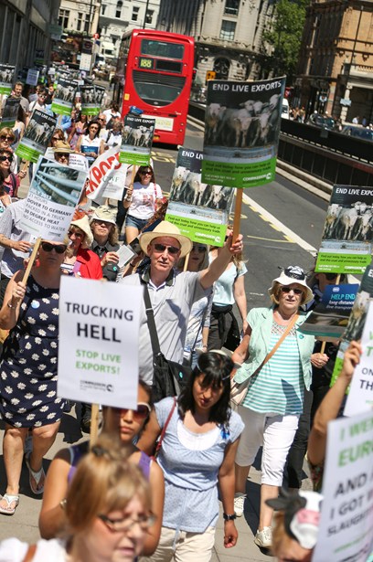 250 people took to the streets to ask the government to stop live exports