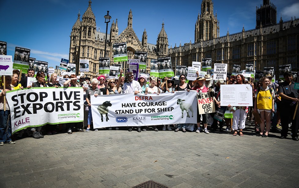 Animal welfare campaigners are asking the government to stop live exports outside the Houses of Parliament
