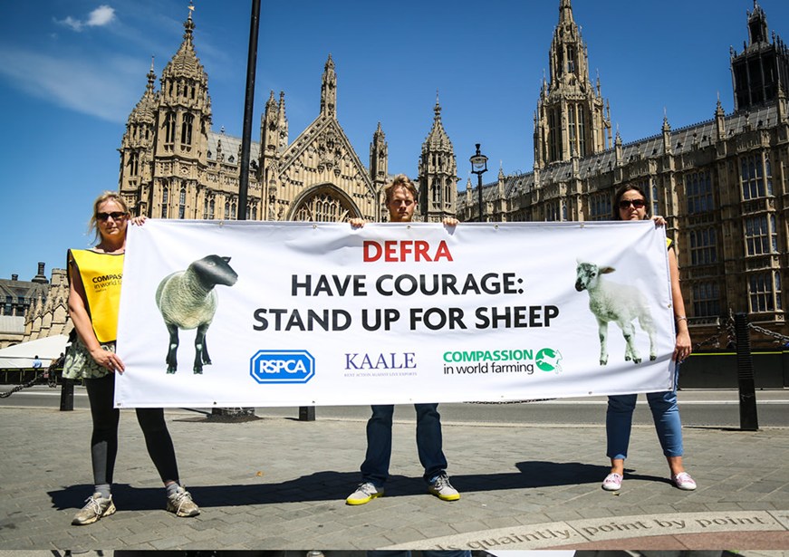 We are calling for Defra to stop live exports