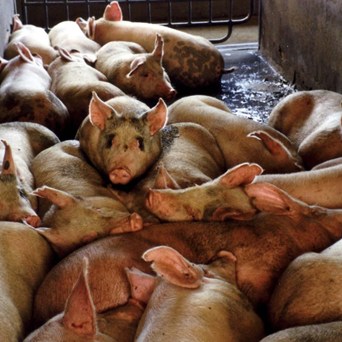 First ‘superbug’ pig is found in the UK