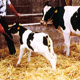 Farm Animal Cloning Factsheet