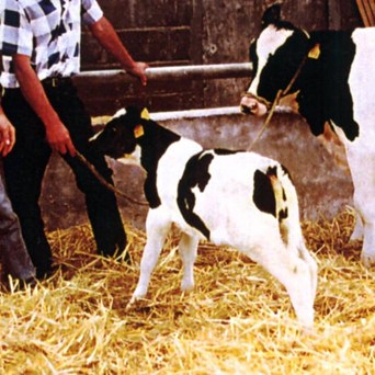 Outrage over cloned GM calf