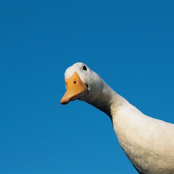 Wish upon a compassionate star