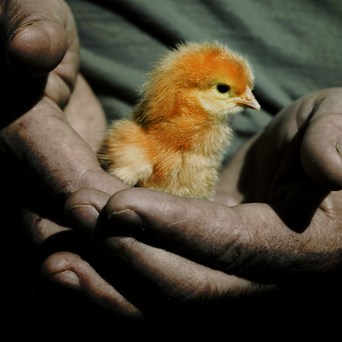 Unilever to crack egg industry dilemma