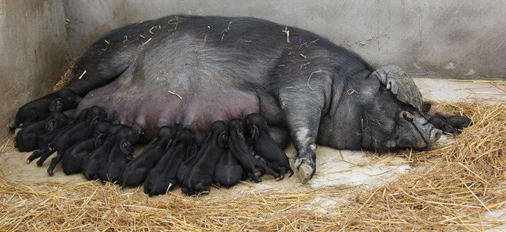 Good Pig Production Award 2014
