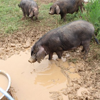 Making a difference for pigs in China