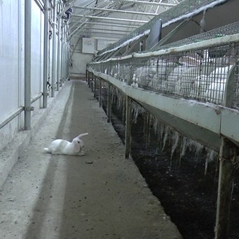 Scientists’ report on welfare of farmed rabbits