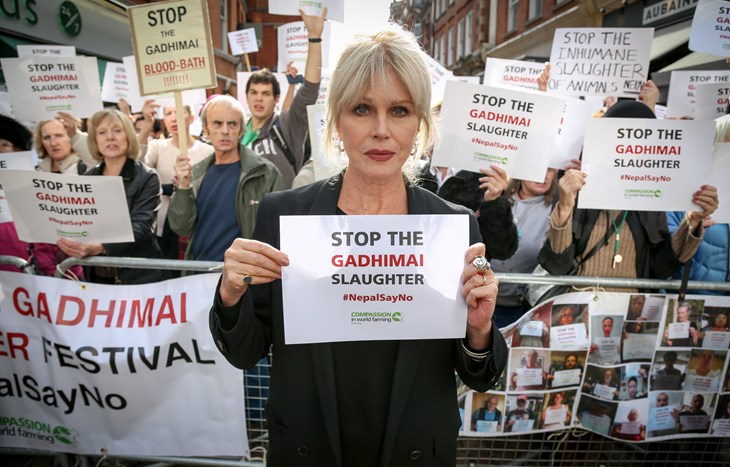 Joanna Lumley fronts Gadhimai protest