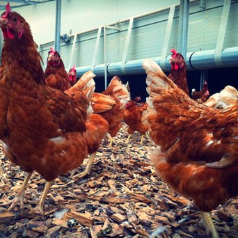 Ethical Eating at 40,000 Feet