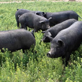 One million pigs to lead better lives