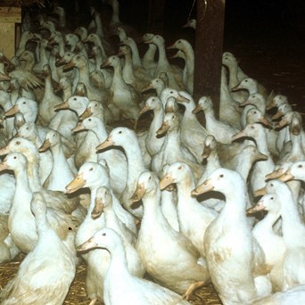 Bird flu hits Europe