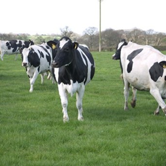 Farm animal welfare: a good investment