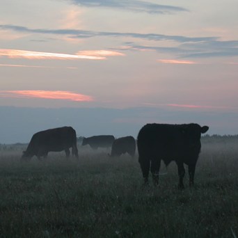 Position paper on sustainability and livestock