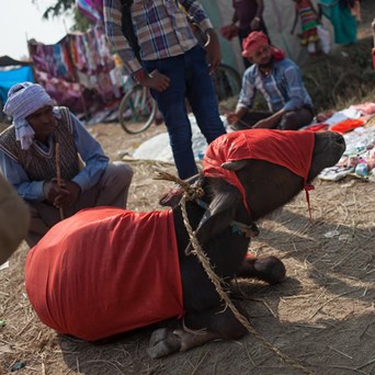 Gadhimai Slaughter Festival November 28th and 29th
