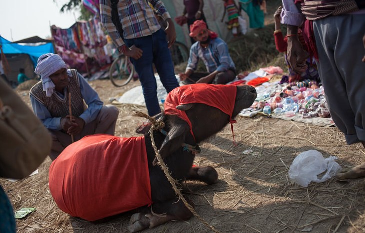 A young buffalo collapses on the way to the Gadhimai festival.