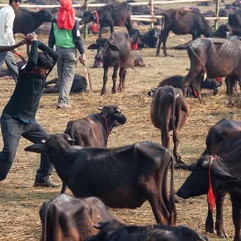 Horrifying mass animal slaughter in Nepal