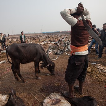 Success as animal sacrifice is banned at Gadhimai Festival