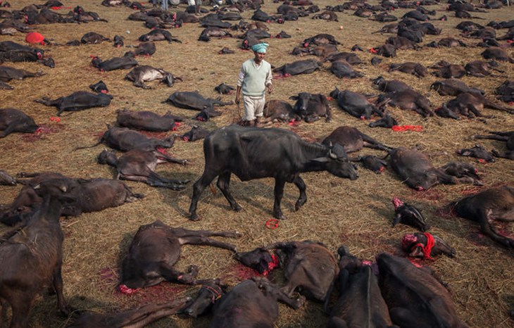Gadhimai 2014 Lone Amongst Carcasses