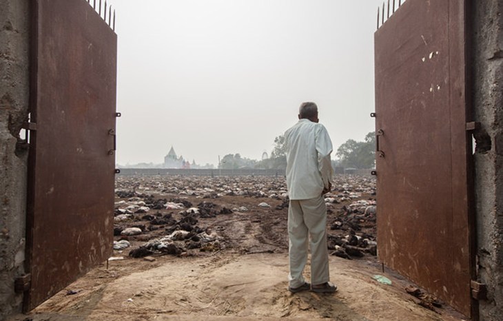 Gadhimai 2014 Man At Gate