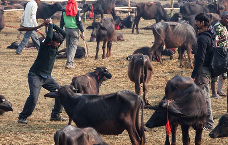 Gadhimai 2014 Before Slaughter