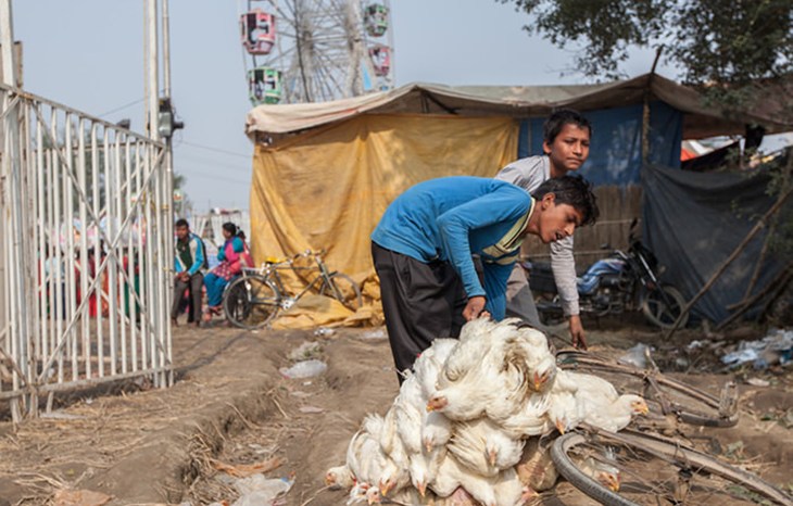 Gadhimai 2014 Boys Chickens