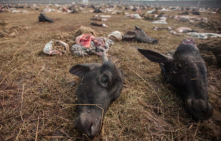 Gadhimai 2014 Buffalo Head