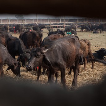 The final mass sacrifice at Gadhimai?