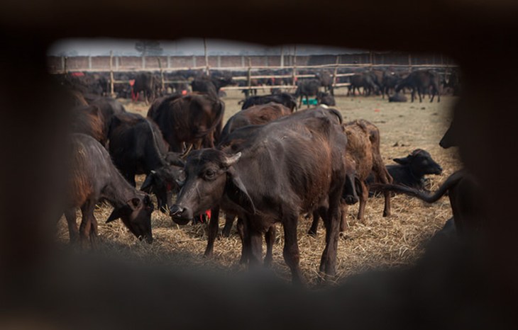 Gadhimai 2014 Buffalo Through Wall