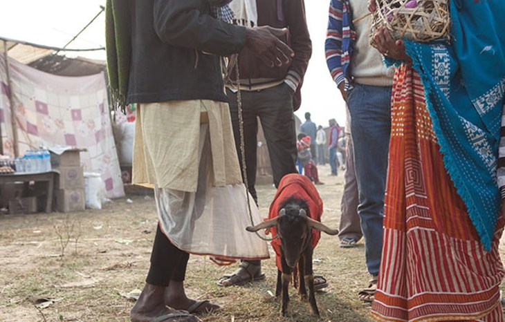 Gadhimai 2014 Goat (1)