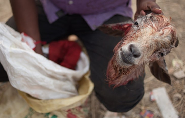 Gadhimai 2014 Goat Head