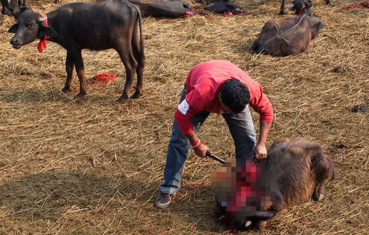 Beheaded Buffalo Censored