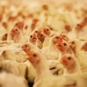 The reality of “natural” chicken in the USA