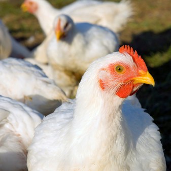Better Chicken