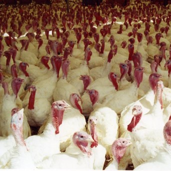'Italy bird flu outbreak puts intensive farming in the dock'